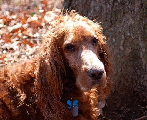 Irish Setter