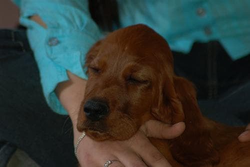 Irish Setter
