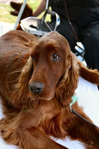Irish Setter