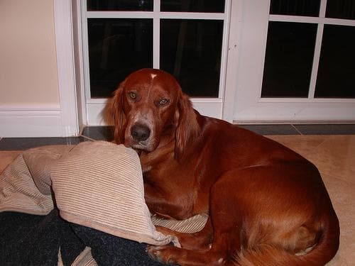 Irish Setter
