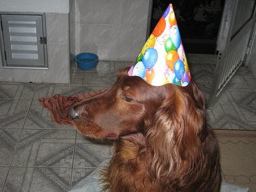 Irish Setter