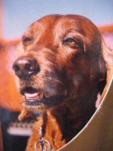 Irish Setter