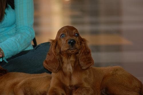 Irish Setter