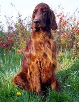 Irish Setter