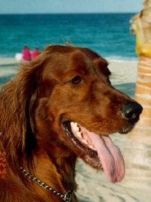 Irish Setter