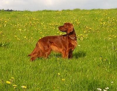 Irish Setter