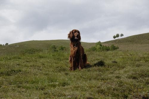 Irish Setter