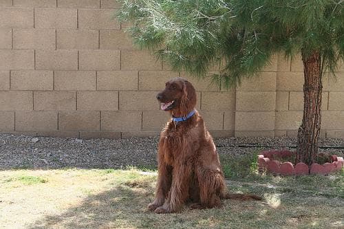 Irish Setter