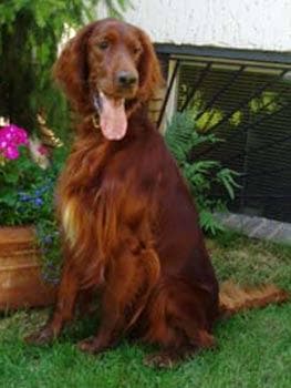Irish Setter