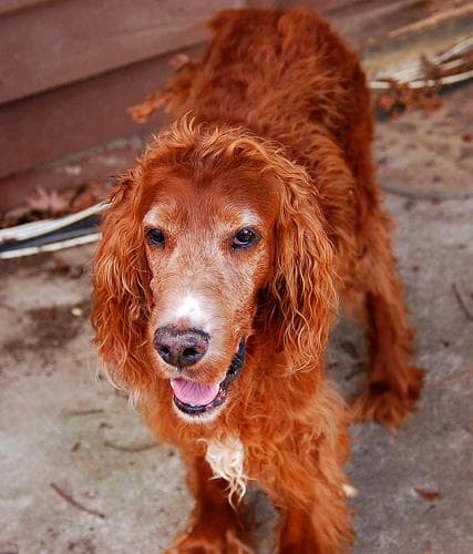 Irish Setter