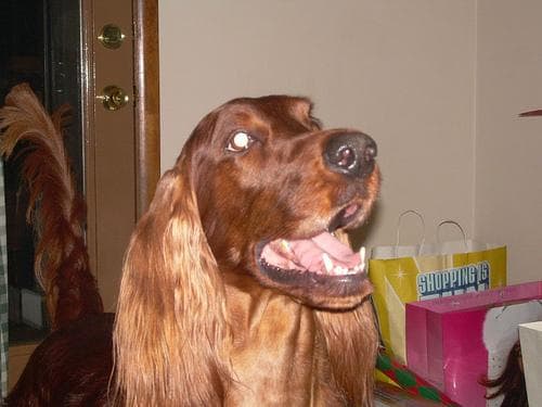 Irish Setter
