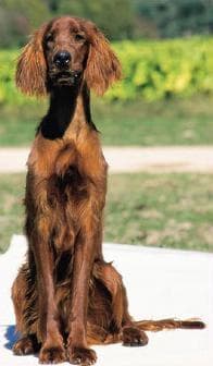 Irish Setter