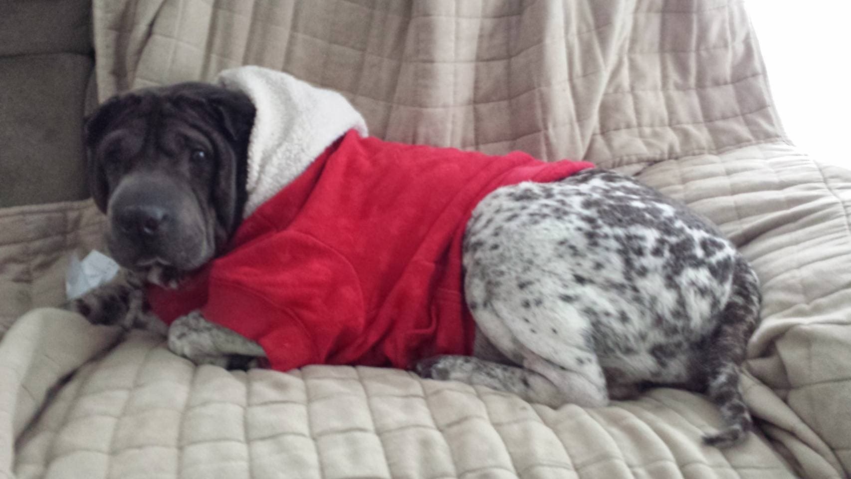 Sharpei