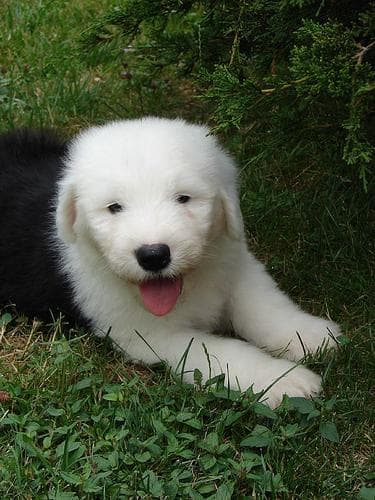 sheepdog