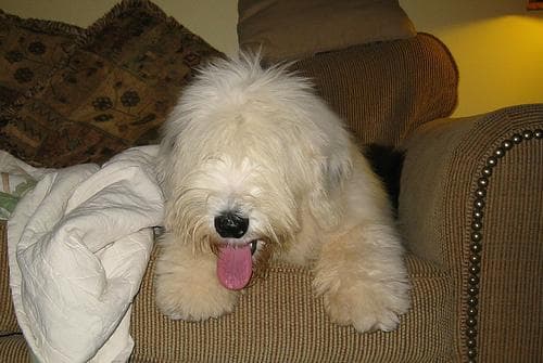 English Sheepdog