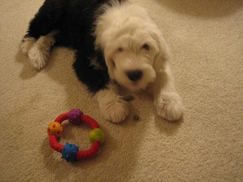 English Sheepdog