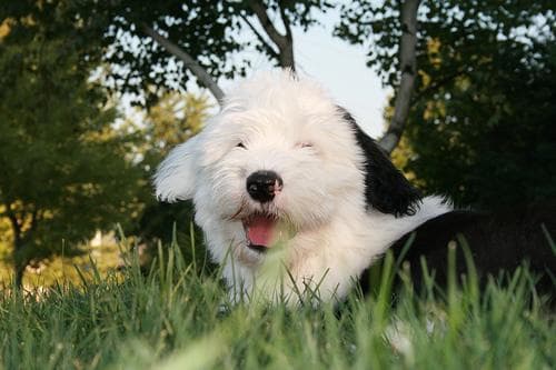 sheepdog