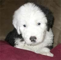 English Sheepdog