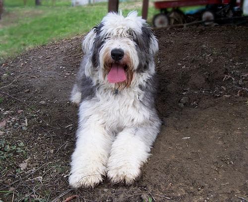 English Sheepdog