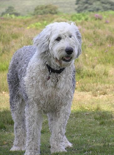 English Sheepdog