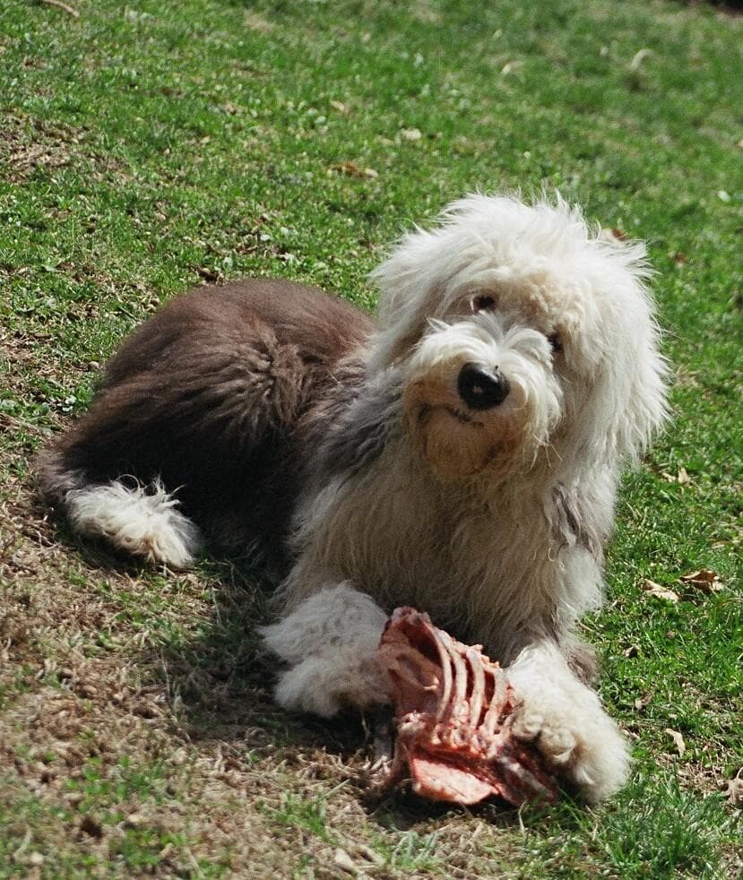 English Sheepdog