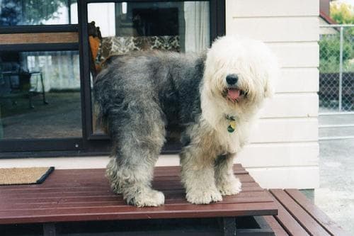 English Sheepdog