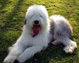 English Sheepdog