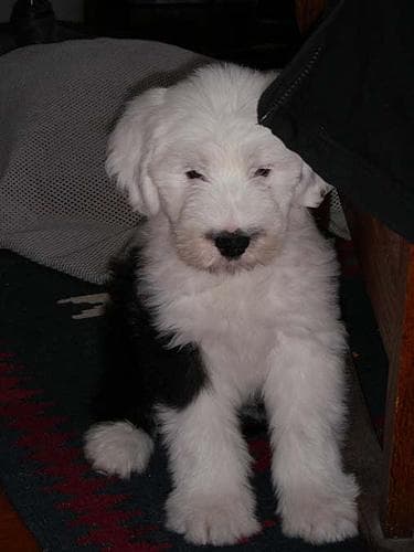 sheepdog