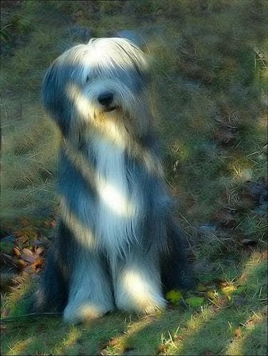 English Sheepdog