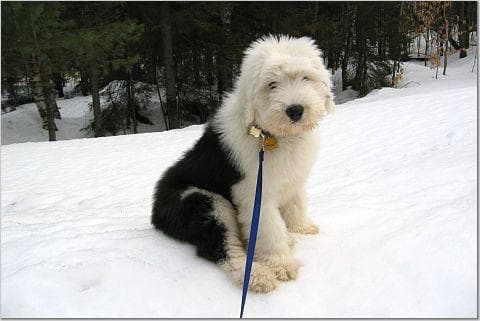 English Sheepdog