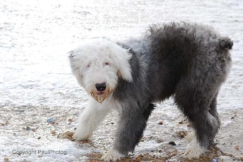 English Sheepdog