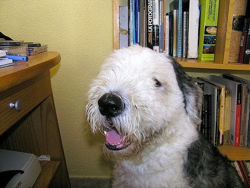 English Sheepdog