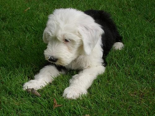 sheepdog