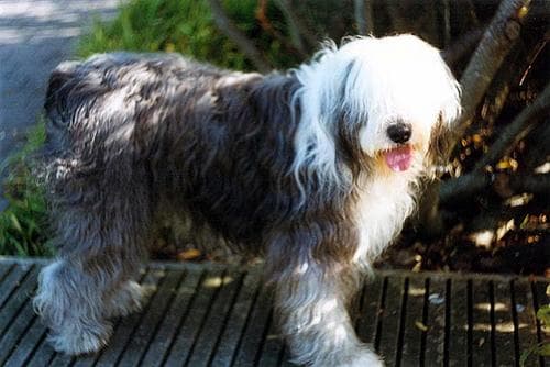 English Sheepdog