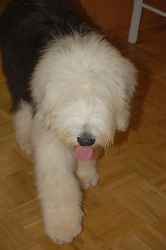 English Sheepdog