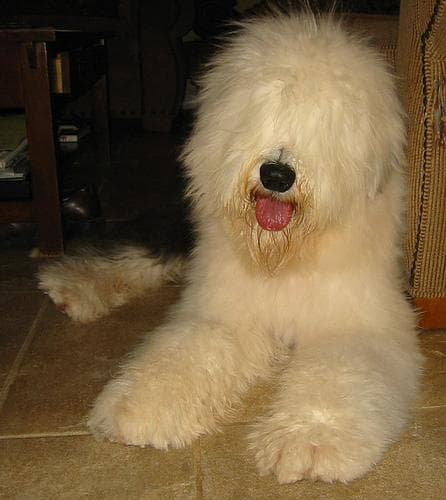 English Sheepdog