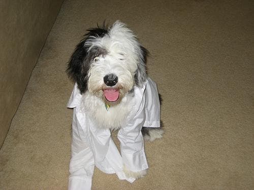 sheepdog