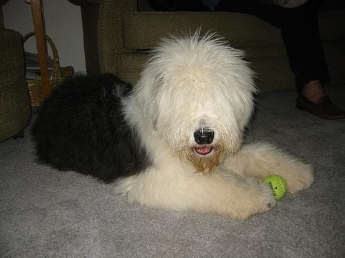 English Sheepdog