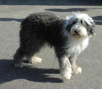 English Sheepdog