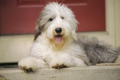 sheepdog