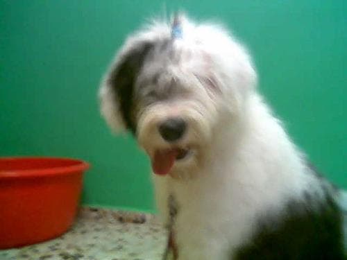 English Sheepdog