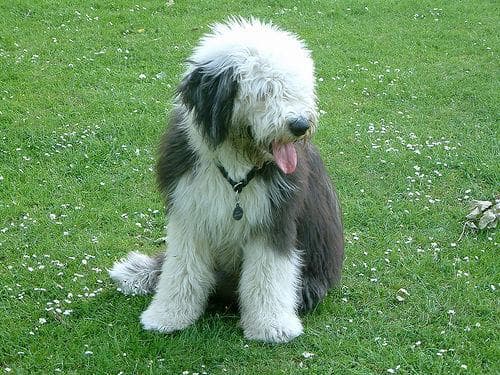 English Sheepdog