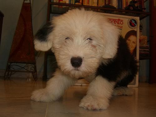 English Sheepdog