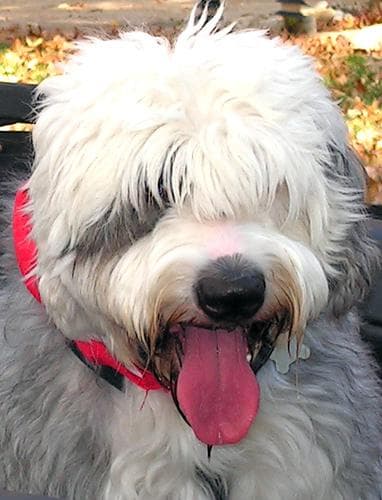 English Sheepdog