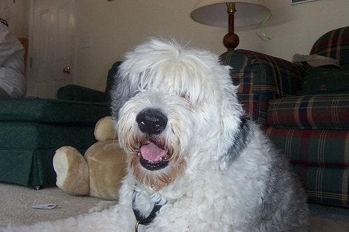 English Sheepdog