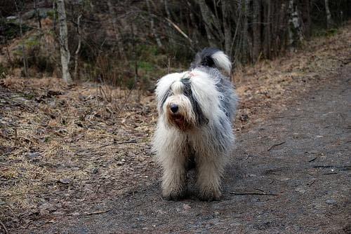 sheepdog