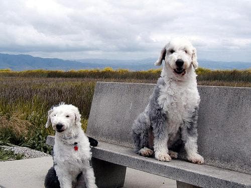 English Sheepdog