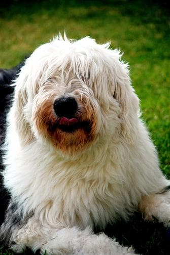 English Sheepdog