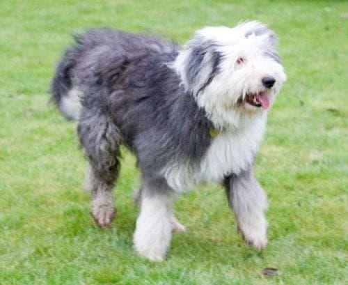 English Sheepdog