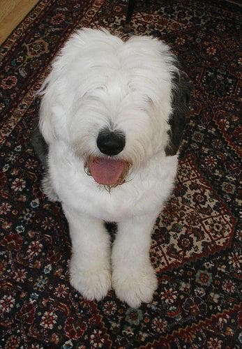 English Sheepdog